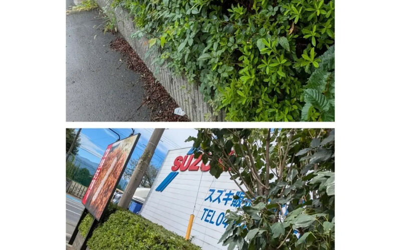 画像7285：【厚木市で草刈り・草むしり・除草作業ならお任せください！】🌿